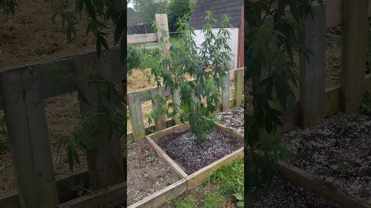 June 1, 2020 outdoor cannabis garden. Gbaygenetics