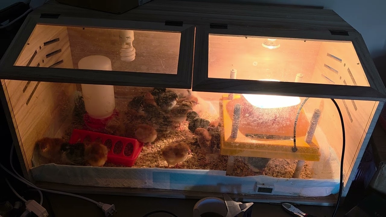 Last Baby Chicks to hatch