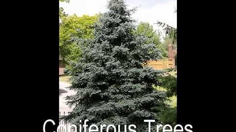 Deciduous and Coniferous Trees