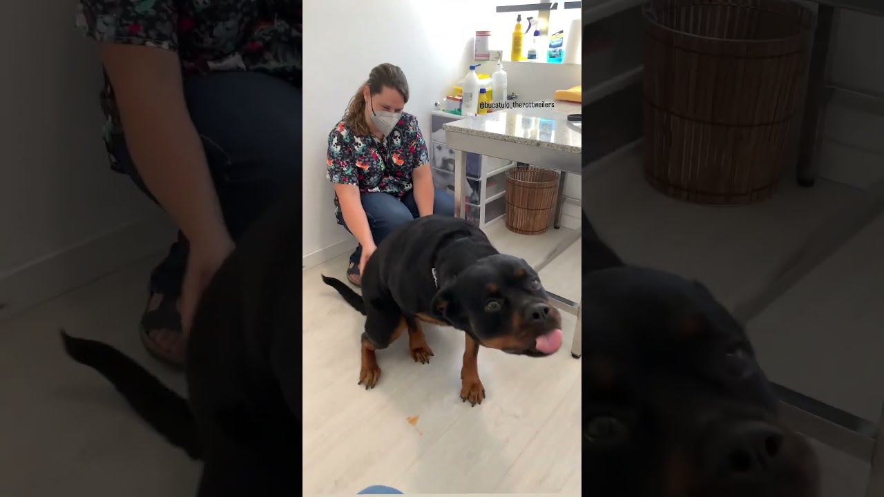 She Got The Ichies So Adorable Shorts Rottweiler Dogs