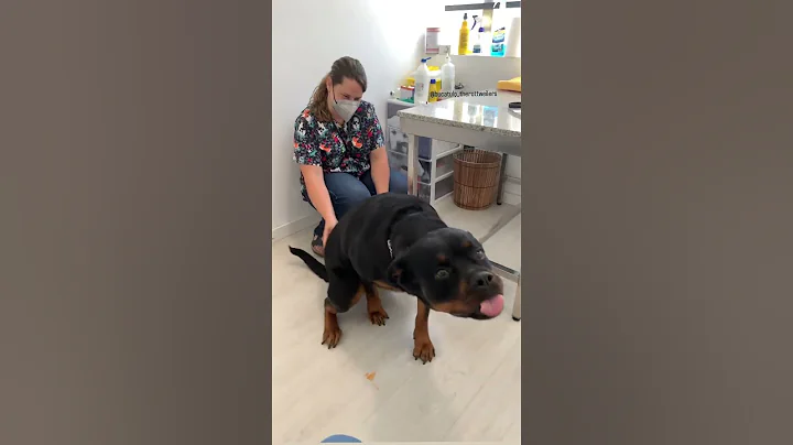 She got the ichies  So adorable 🥰🤍  #Shorts #rottweiler #dogs - DayDayNews