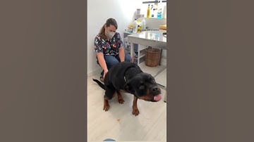 She got the ichies  So adorable 🥰🤍  #Shorts #rottweiler #dogs