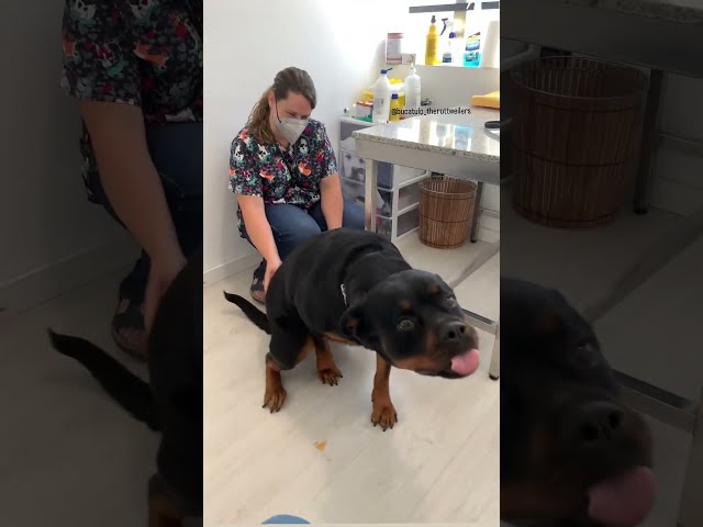 Süße Rottweiler Welpen: Jetzt Ihren Traumhund finden! 3 sddefault