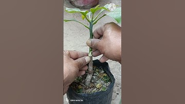 Grafting Mangoes: 25 Days Later #shorts #mango #grafting #graden