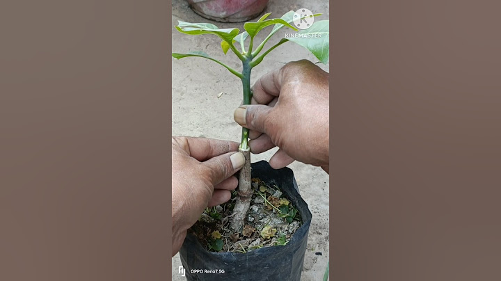 Grafting Mangoes: 25 Days Later #shorts #mango #grafting #graden