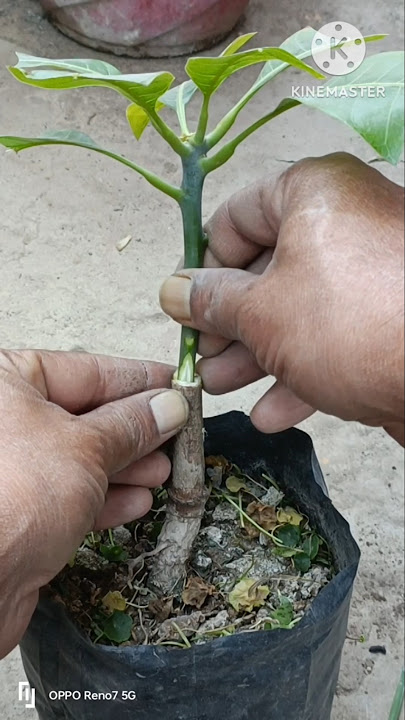Grafting Mangoes: 25 Days Later #shorts #mango #grafting #graden