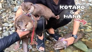 カワウソコタローとハナ 恋に落ちたアティとハナのまさかの結末！　Otter Hana and Aty’s Love Story with a Surprise Ending