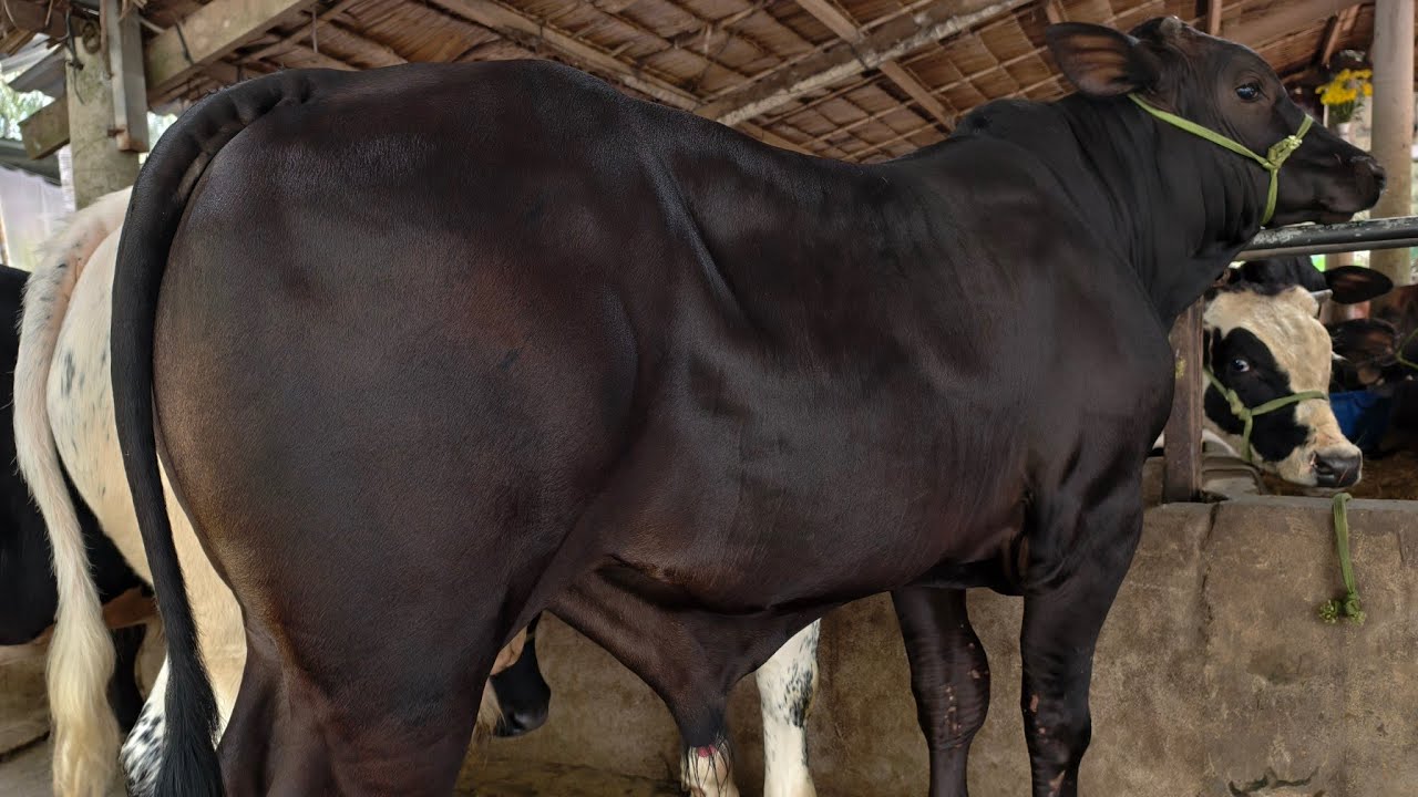 SĐT: 0393443007, Lô Bò BBB, KEM ĐẸP 18/1/2026 Trại Bò Bảy Phán Mỏ Cày Bắc, Bến Tre