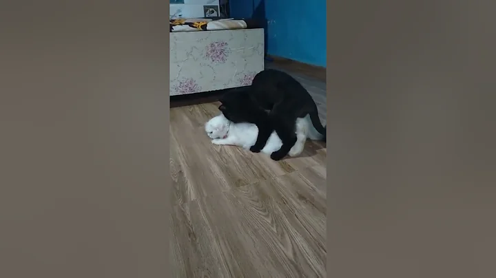 Watch the video about Successful persian cat mating | first mating | 3 steps | #youtube #youtuber