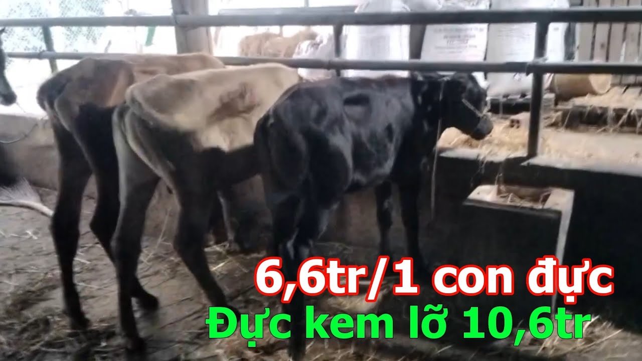06/10 _ 3 con đực 6,6tr/1con , con đực lỡ 10,6tr _ Trại Bò Ron Trần ...