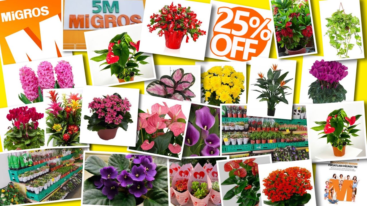 📢MİGROSTA  ÇİÇEK YAĞMURU RENGARENK GÜZELLİKLER 📢 BALKON TURU 