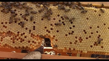 Hive 1 (Queen Excluder Fail)