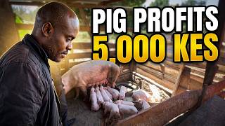 Pig Farming In Kenya: What 14 Piglets Per Sow Taught Me About Profit