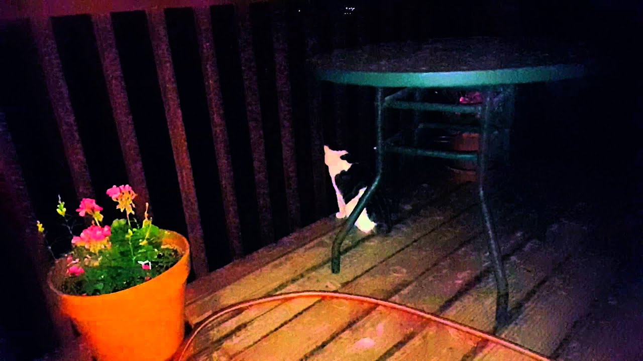 Crickets and cats YouTube