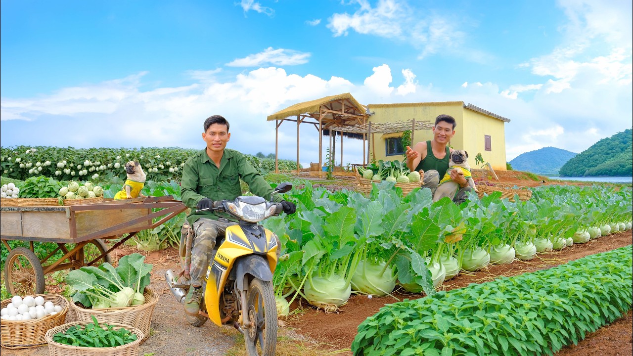 Harvest Homegrown Thai Eggplant, Kohlrabi, Jute Leaves To Sell At The Market – Cook, Raise Livestock