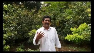 Rambutan innovative farming near athirappilly