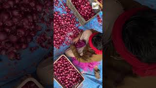 Onion Grading Sorting for export