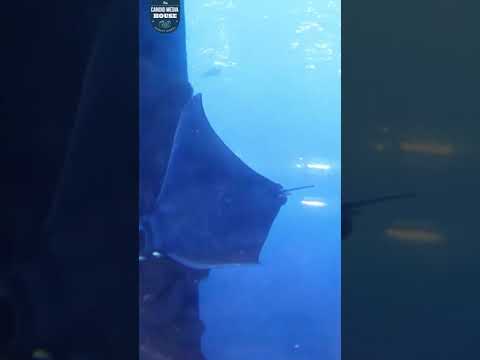 DUBAI AQUARIUM & UNDERWATER ZOO | Candid Media