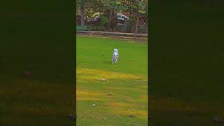 Tu Mota Kinna Hogya Hai?A.