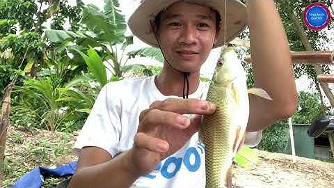 Tập 42 - Điểm câu cá rô đồng, cá trôi, cá ăn quá trời | TMQT