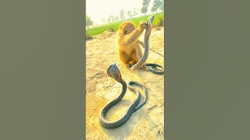 oh! monkey and two king cobraoh! monkey and two king cobra snake short video#short#amazing