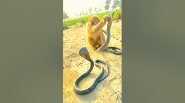 oh! monkey and two king cobraoh! monkey and two king cobra snake short video#short#amazing