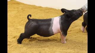 44-1 Cross Gilt