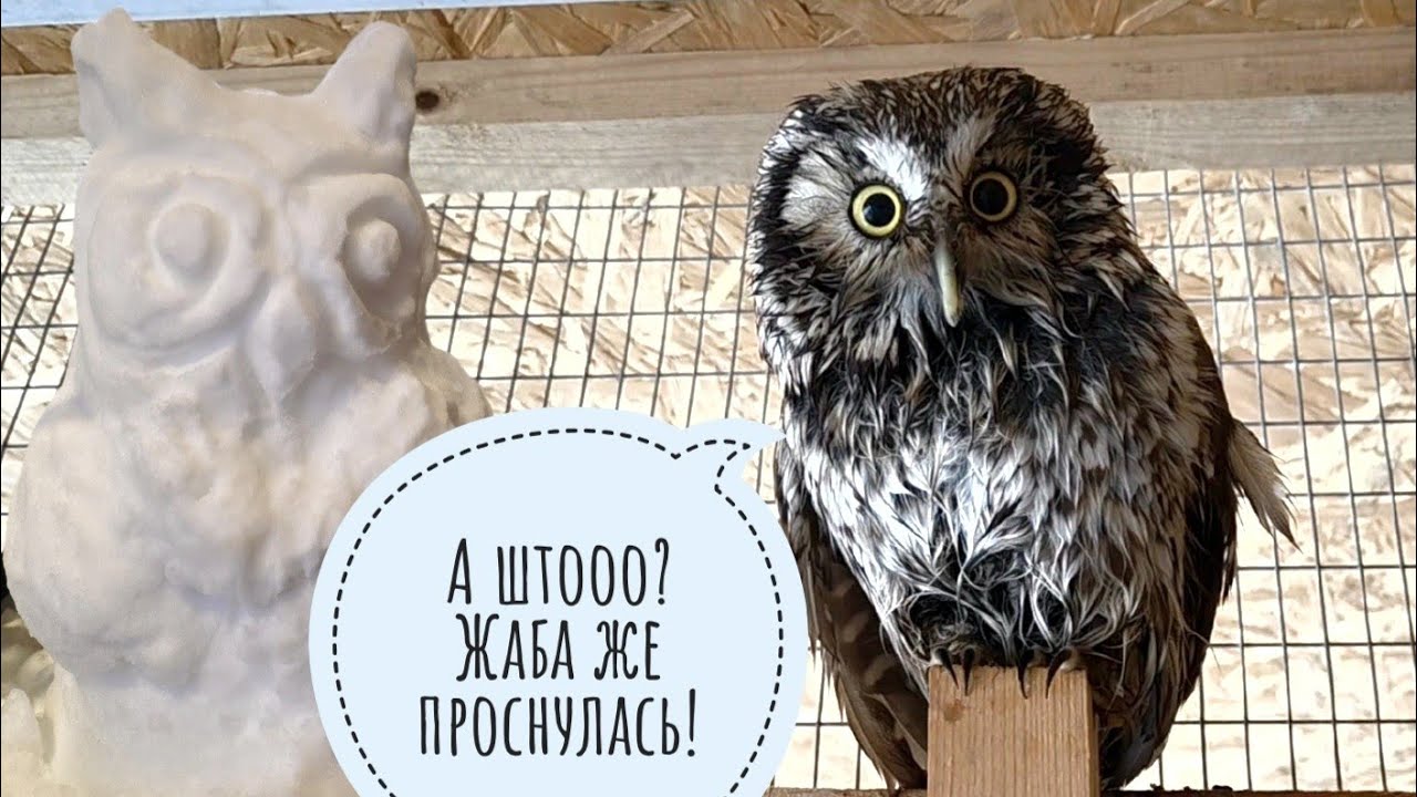 Жаба Наська проснулась! Сова Кроша открыла купальный сезон. А как вы ждёте весну?