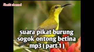 Suara pikat burung sogok ontong betina mp3 (part 1)