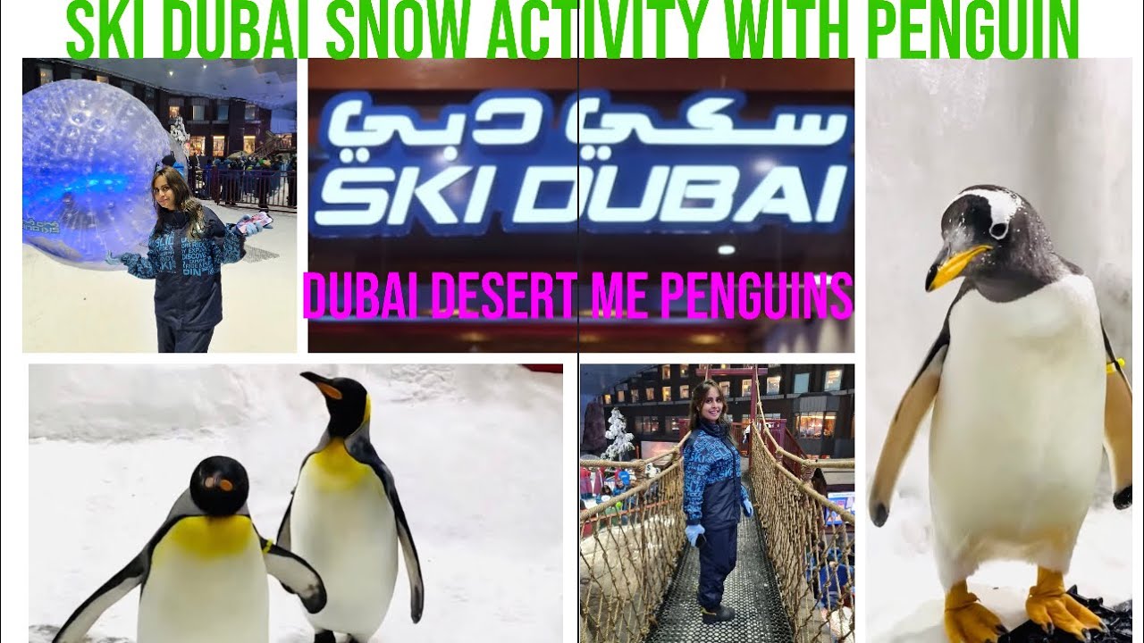 Ski Dubai penguins encounter Dubai desert me snow or penguins