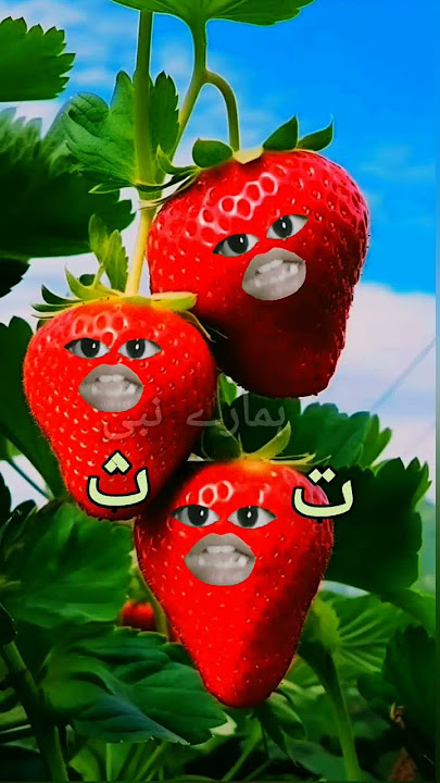 Alif un ba taun sa 🌹🍓🍓 #love #cute #talkingtom #cartoon #alifunba #islam #islamicstatus