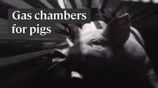 How Gas Chambers Are Used To Slaughter Pigs