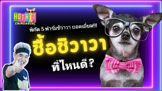 ชิวาวา ยอดนิยมที่สุด ในไทย(พิกัด 5 ฟาร์มชิวาวาออนไลน์ สุดฮ็อต)