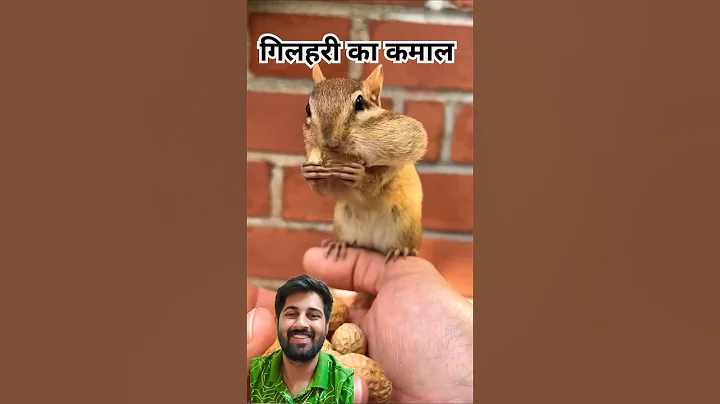 #squirrel #cute #animals #chipmunk #funny