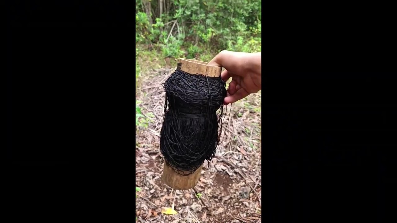 Nag set-up ako ng palabay or silo para sa mga labuyo, ang daming kalamig!😯#ayam #redjunglefowl