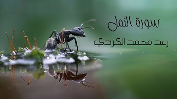 سورة النمل رعد الكردي