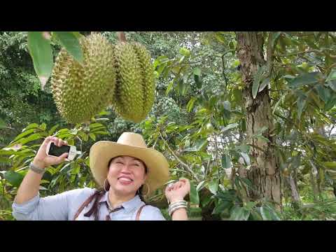 พาชมสวนทุเรียนสุภัทรา แลนด์ ระยอง