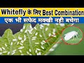 Best combination for whitefly         white fly control