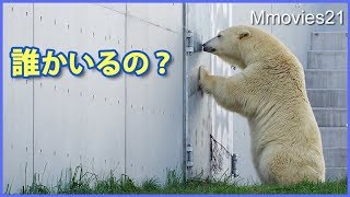 あの遊びよ再び！消えてしまったおもちゃにリラの行動は？　Polar Bear play