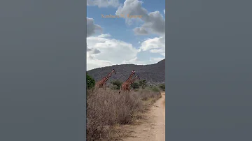 Unforgettable Game Drives With Reticulated Giraffes Samburu Safari Experience 