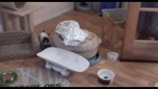 Kitten Rescue Cat Cam powered