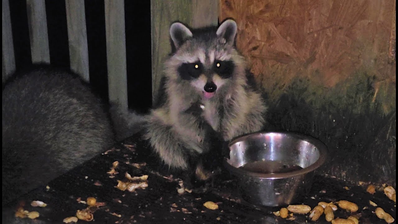 Feeding Baby Raccoons Episode 189 raccoon raccoons YouTube