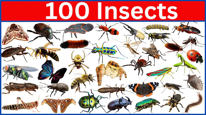 100 Amazing Insects That Will Blow Your Mind! thumbnail