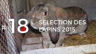 LAPINS (PARTIE 1) - TAE N°02 │ LA FERME DE THÉO