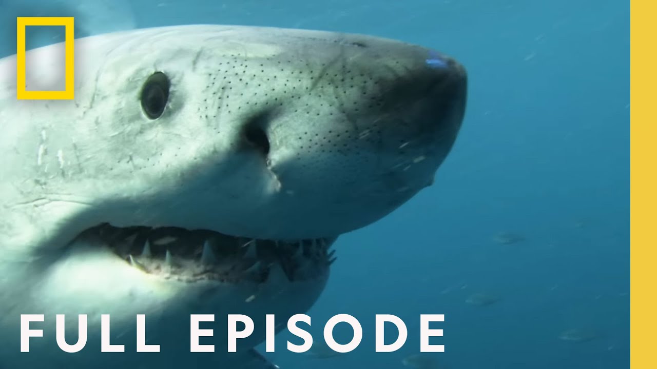 Sharks That Eat Everything: Seals, Subs, and Suits of Armor – Full Episode – Video