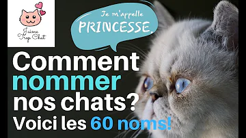 Quel nom pour un chat tigré ?