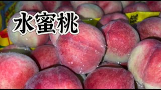 探索自家果园水蜜桃，在中国 古田水蜜桃是福建省水蜜桃的佼佼者，几年树可以长果，为什么桃子，桃胶都是宝？