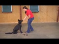 Lacey von Prufenpuden German Shepherd 7 Mo's Obedience/Protection Dog For Sale Lacey von Prufenpuden German Shepherd 7 Mo's Obedience/Protection Dog For Sale