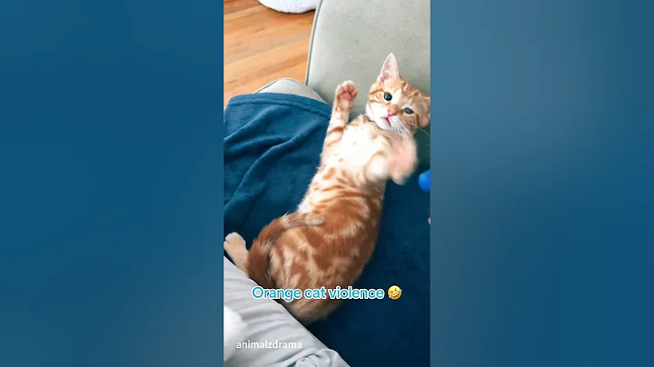 Video 11790931: catlover usa, catlover funny