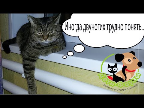 Можно ли смешивать сухой корм и натуралку? Смешивать сухой корм от разных производителей?